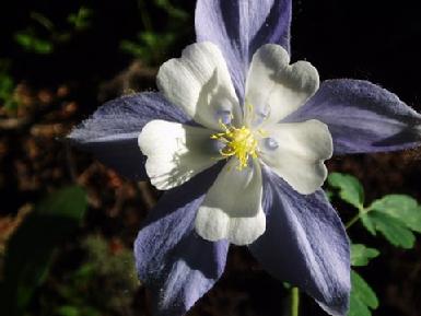 Colorado Columbine