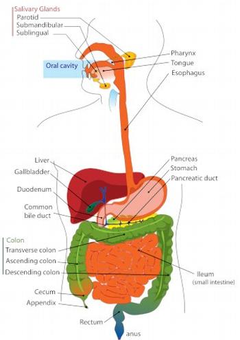 Anatomy of the Digestive Tract